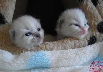 chatons de Flore - 10 jours - Chatterie Ragdolls du Val de Beauvoir